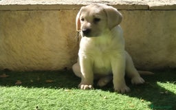 Labrador Retriever perros en venta: LABRADOR amarillo cachorros - Imagen 2