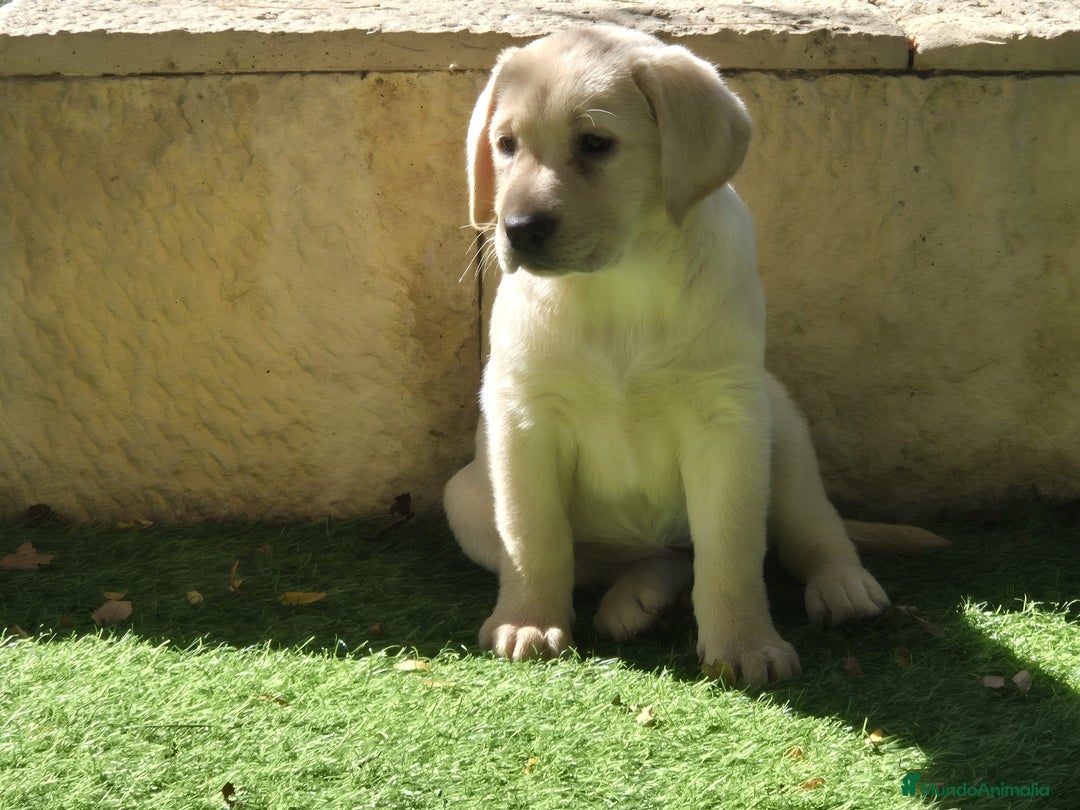 Labrador Retriever perros en venta: LABRADOR amarillo cachorros - Imagen 2