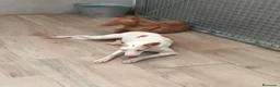 Podenco Andaluz perros en venta: Podenca andaluz  - Anuncio 7