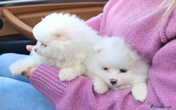 Pomerania perros en venta: Cachorros pomerania blancos - Anuncio 4