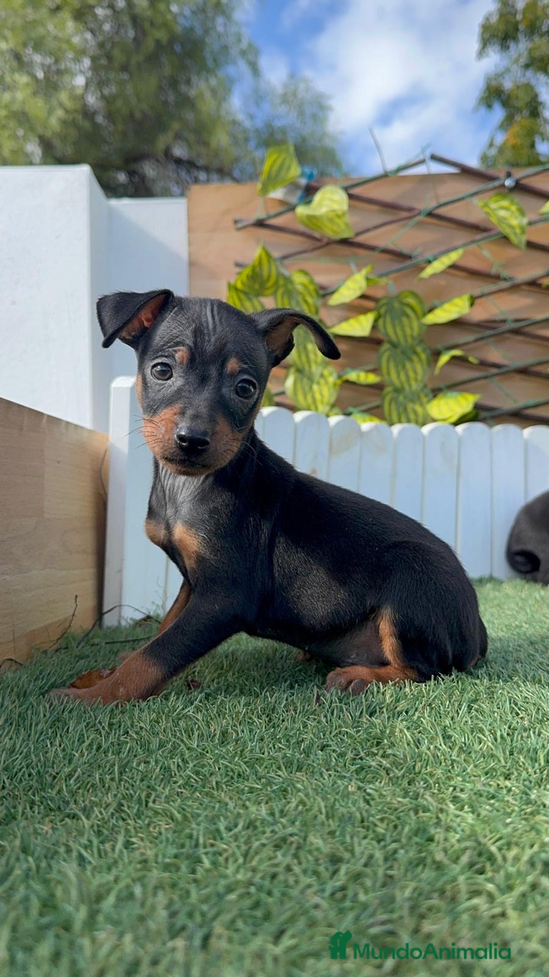 Pinscher Miniatura perros en venta: PINSCHER MINIATURA - Anuncio 12