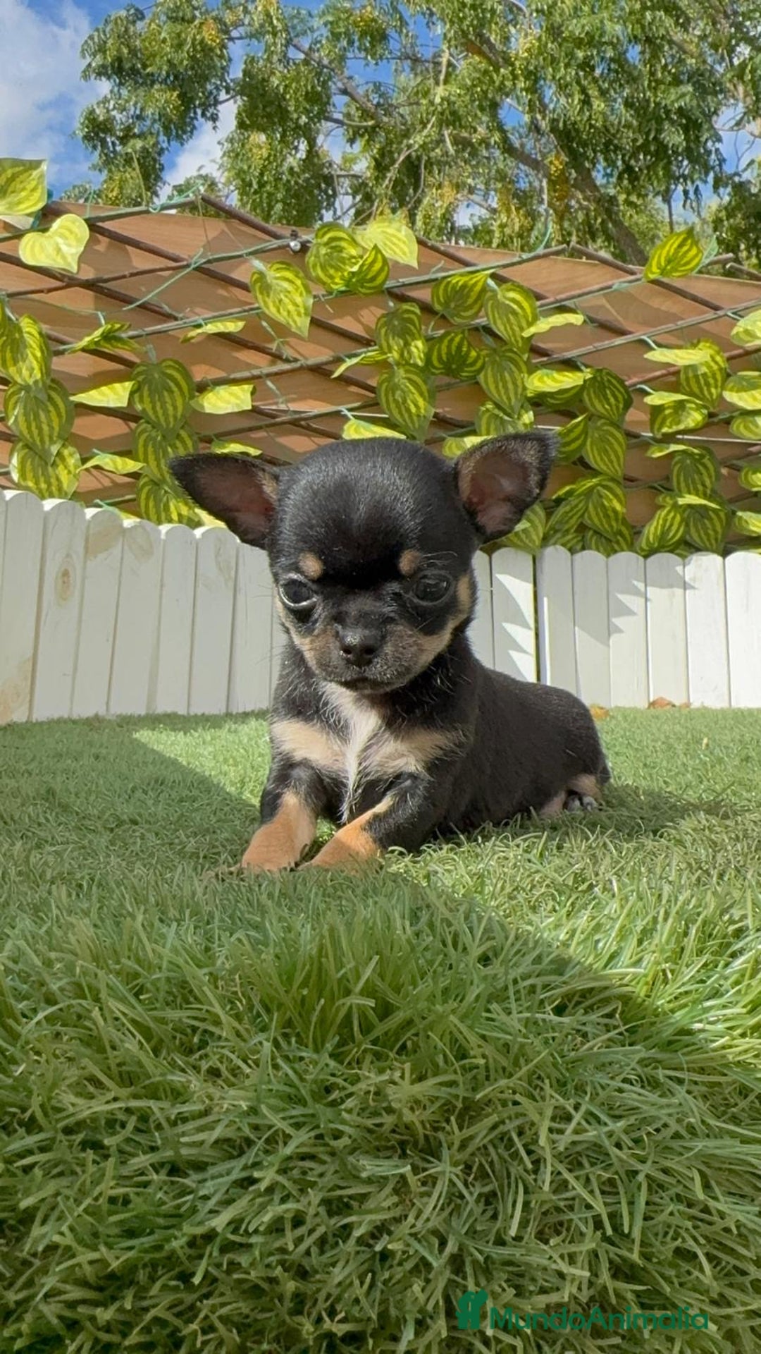 Chihuahua perros en venta: CHIHUAHUA MACHO - Imagen 2