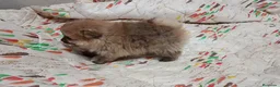 Pomerania perros en venta: POMERANIA MUY TOY MACHITO - Anuncio 3