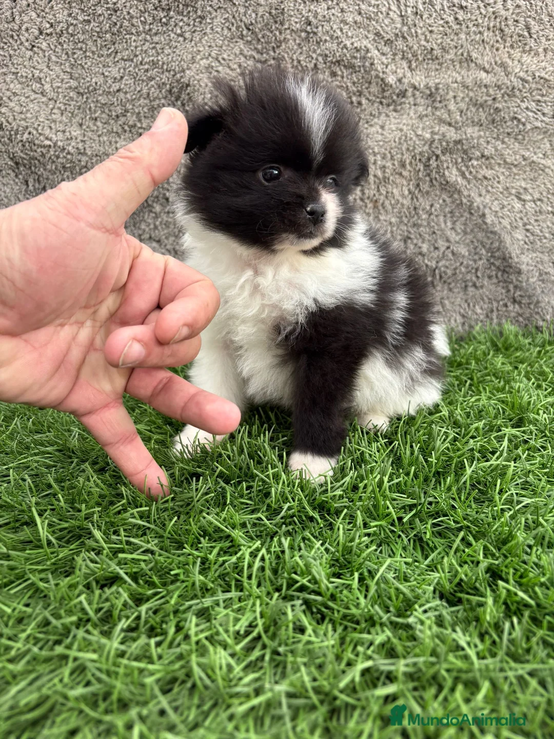 Pomerania perros en venta: Cachorro macho de lulu de Pomerania toy - Anuncio 10