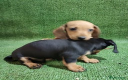 Teckel Miniatura perros en venta: Cachorros de TECKEL MINIATURA - Imagen 5