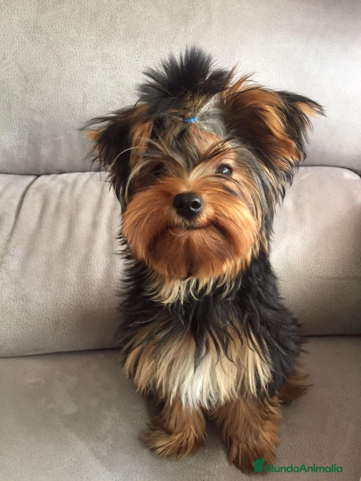 Yorkshire Terrier perros yorkshire del valle caprice - Anuncio 1