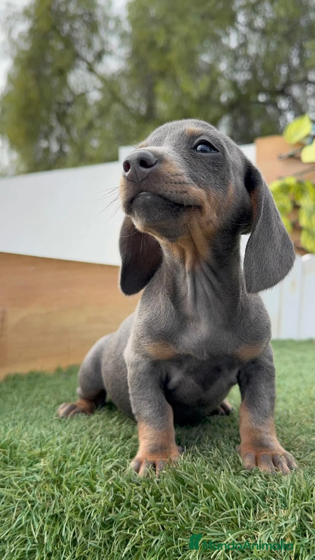 Teckel Miniatura perros en venta: TECKEL MINIATURA BLUE - Anuncio 5