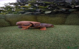Teckel Miniatura perros en venta:  teckel miniatura  color jabali - Imagen 1