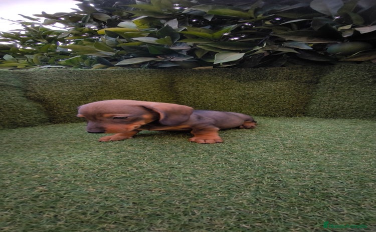 Teckel Miniatura perros - Anuncio 1