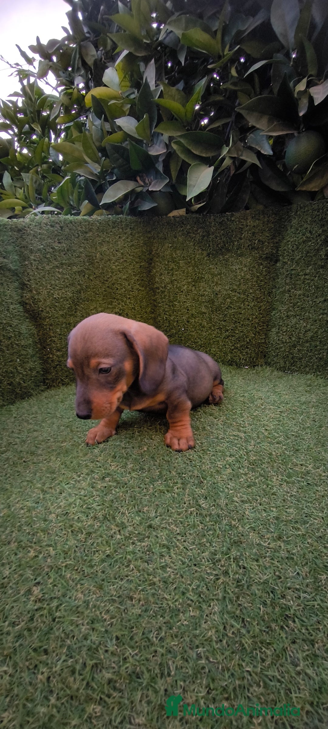 Teckel Miniatura perros en venta:  teckel miniatura  color jabali - Imagen 1