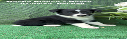 Border Collie perros en venta: BORDER COLLIE DE VILLA BIZNAGA - Anuncio 4