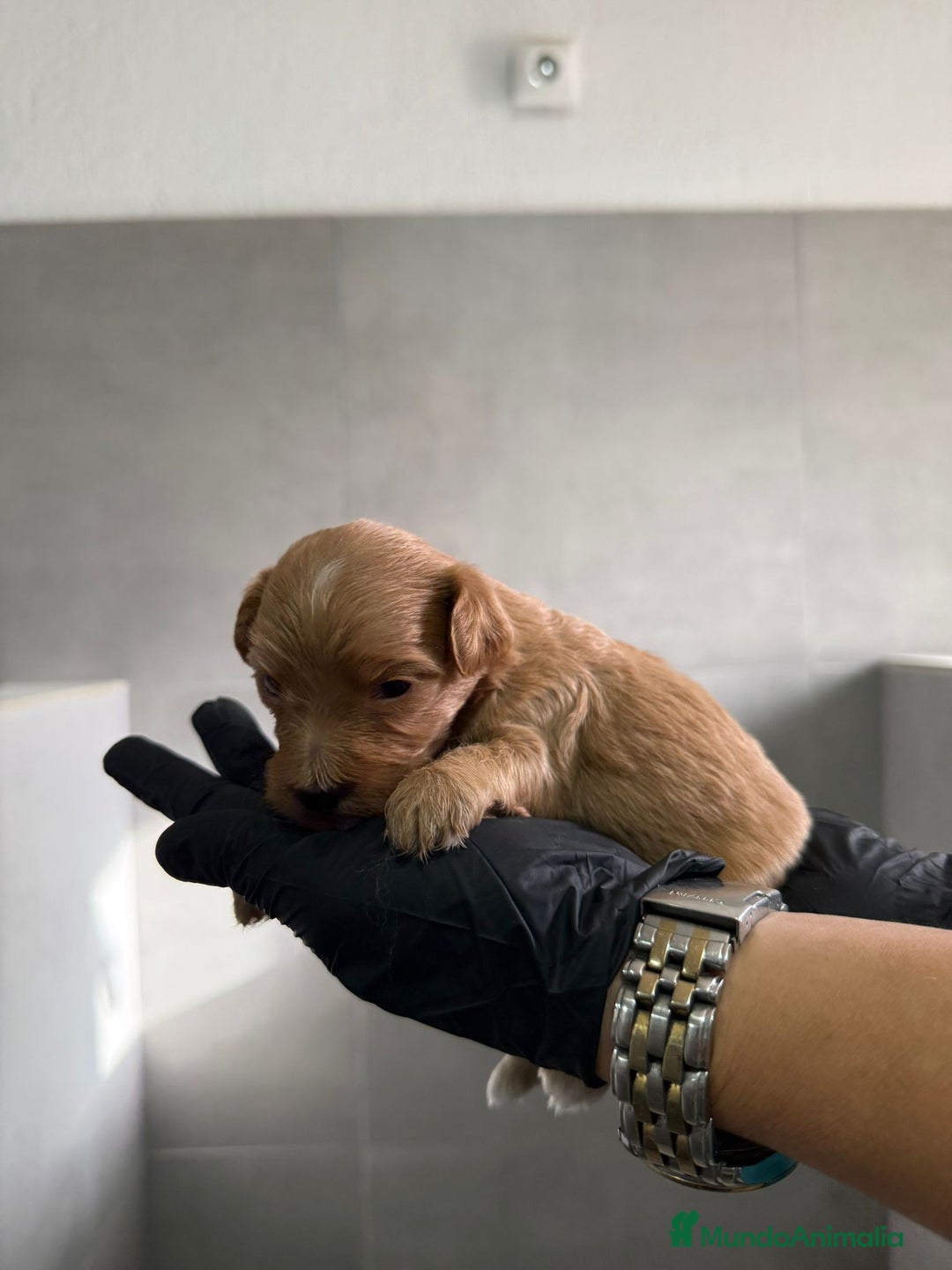 Maltipoo perros en venta: CACHORROS DE MALTIPOO - Imagen 6