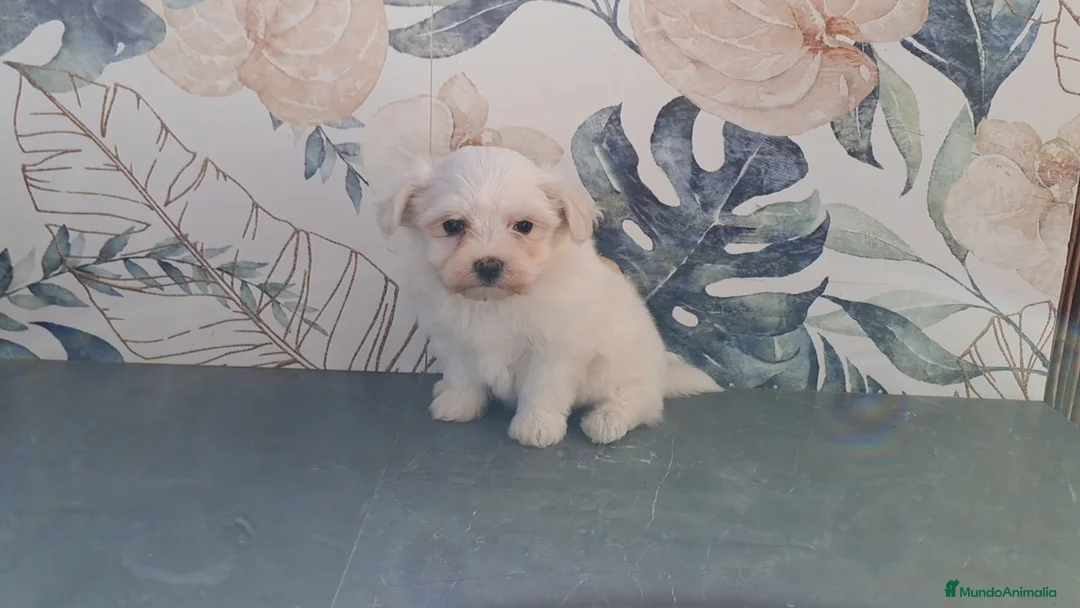 Bichón Maltés perros en venta: Cachorrita de Bichon Maltes  - Anuncio 1