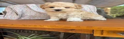 Maltipoo perros en venta: Maltipoo cachorritos muy bonitos !!! - Anuncio 16
