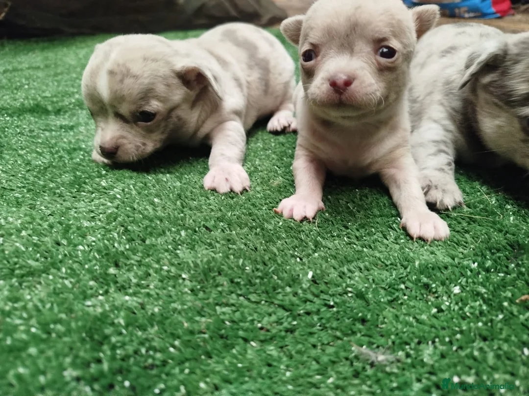 Chihuahua perros en venta: Preciosos Chihuahua exóticos línea rusa  en Murcia - Anuncio 1