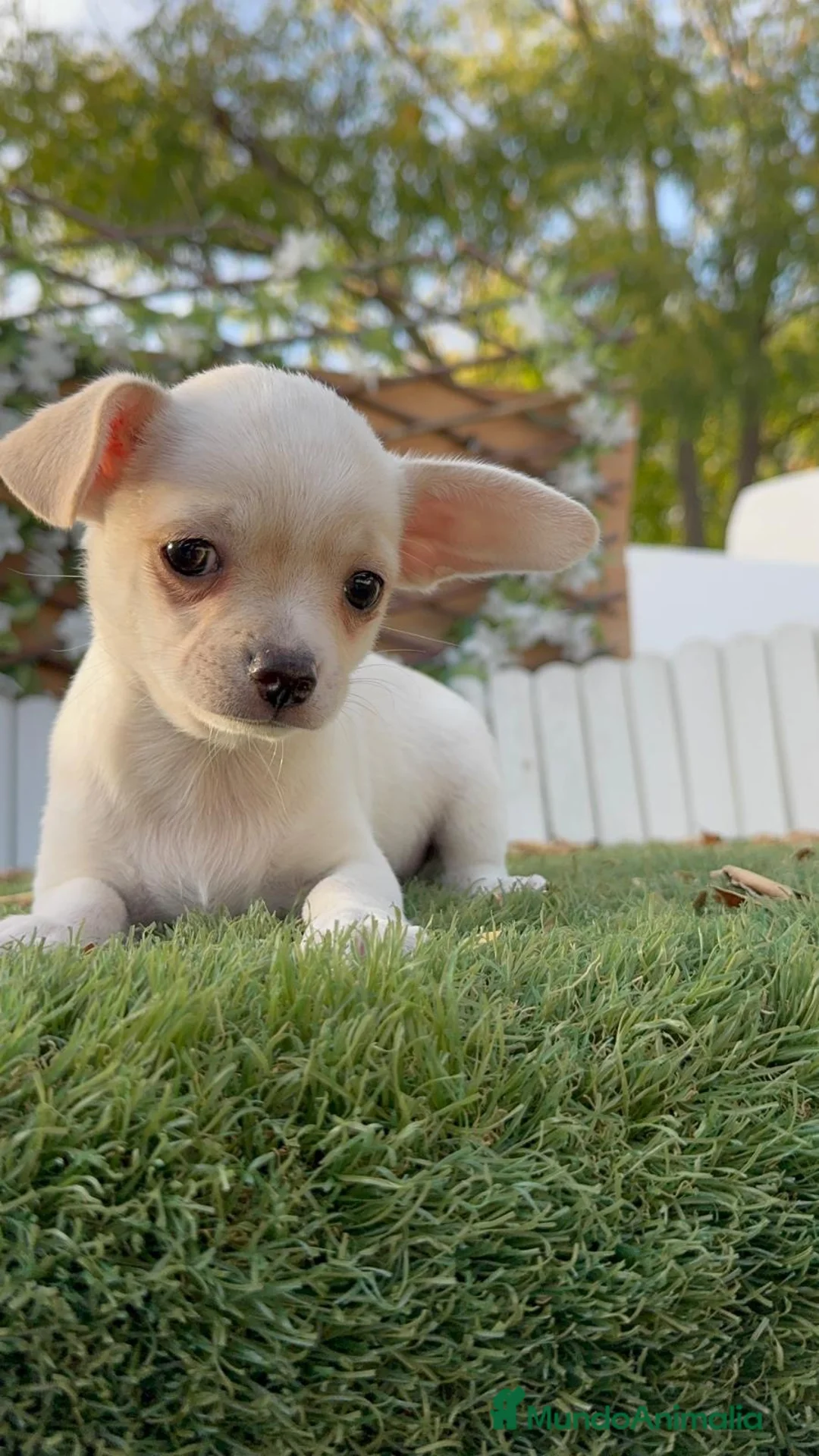 Chihuahua perros en venta: CHIHUAHUA - MACHO - Anuncio 15