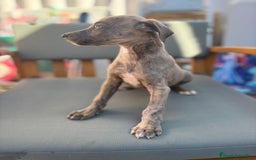 Whippet perros en venta: Whippet VERDINO  - Imagen 12