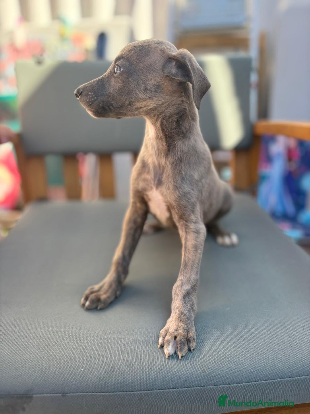 Whippet perros en venta: Whippet VERDINO  - Imagen 12