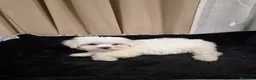 Bichón Maltés perros en venta: Bichón maltés  - Anuncio 5