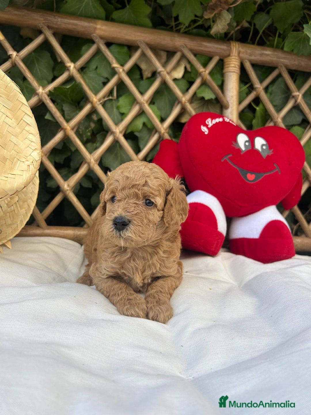 Raza Mixta perros en venta: caniche apricot  - Imagen 3