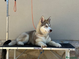 Husky Siberiano perros - Anuncio 3