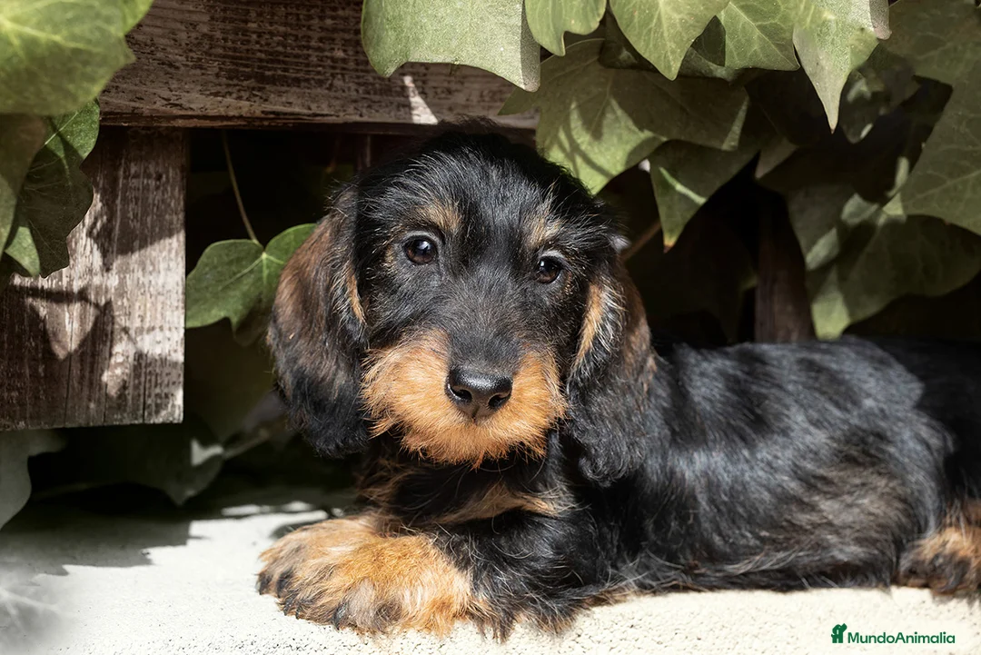 Imagen de galería {{count}}