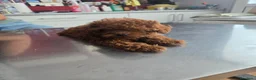 Caniche Toy perros en venta: CANICHE TOY - Anuncio 3