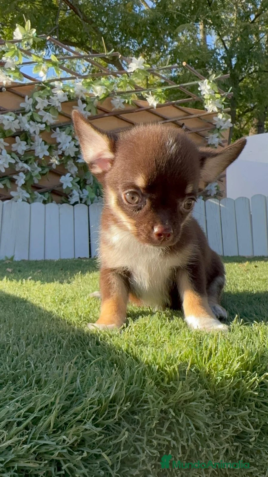 Chihuahua perros en venta: CHIHUAHUA CHOCOLATE - Anuncio 2