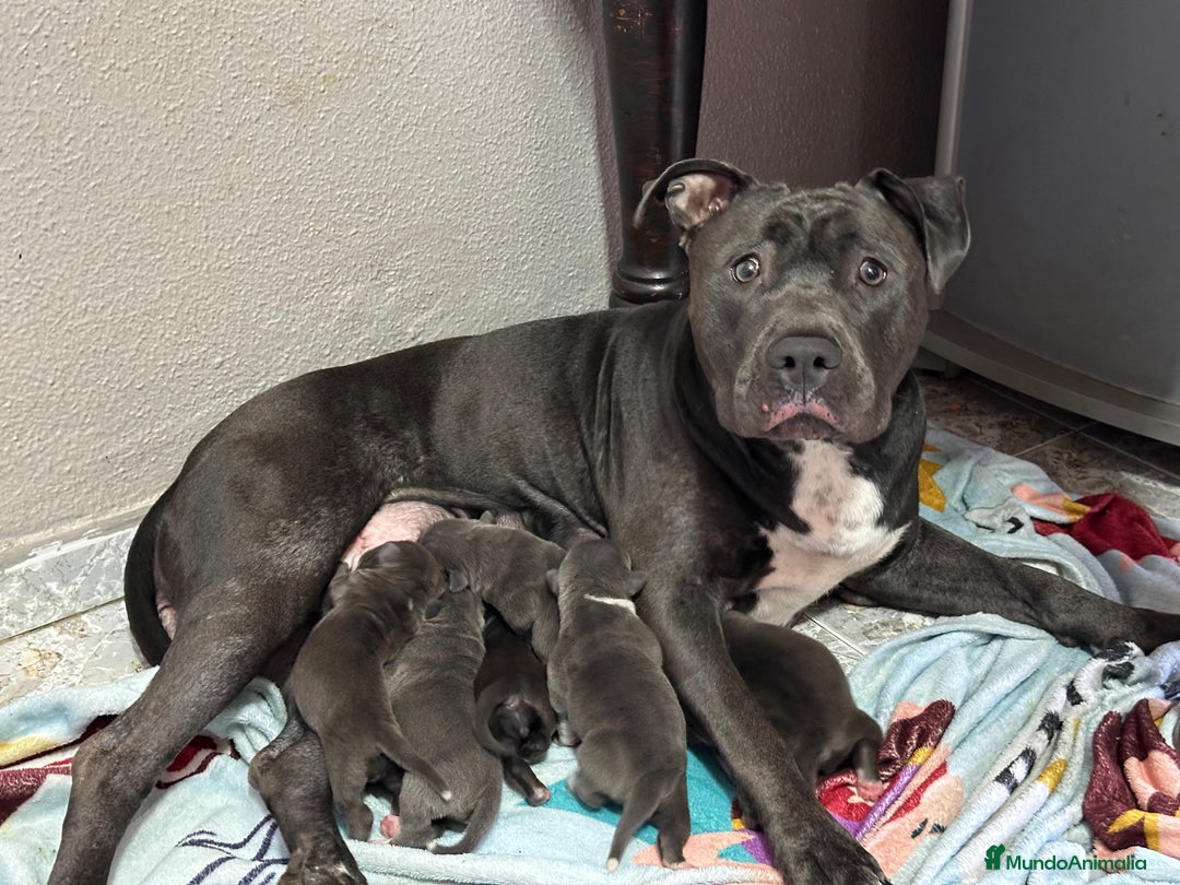 American Staffordshire-Terrier perros en venta: American Stanford  - Imagen 18