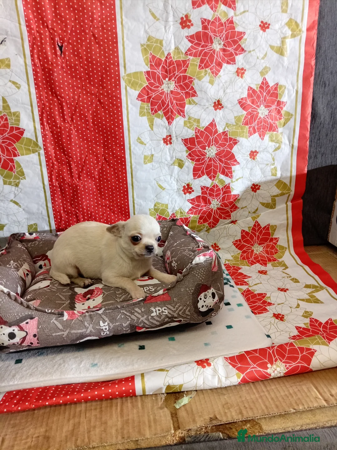 Chihuahua perros en venta: Chihuahuas toy - Anuncio 8