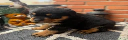 Rottweiler perros en venta: Rottweiler  - Anuncio 7