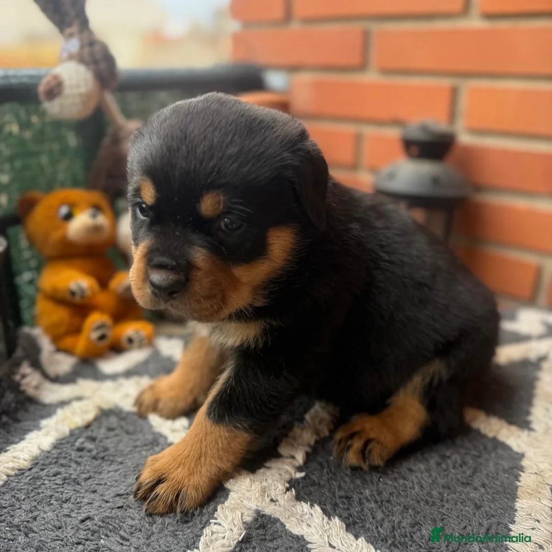 Rottweiler perros en venta: Rottweiler  - Anuncio 7