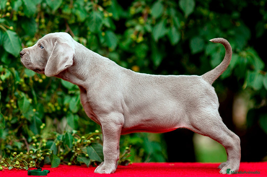 Weimaraner perros en venta: BRACO DE WEIMAR DE CALIDAD  - Imagen 4