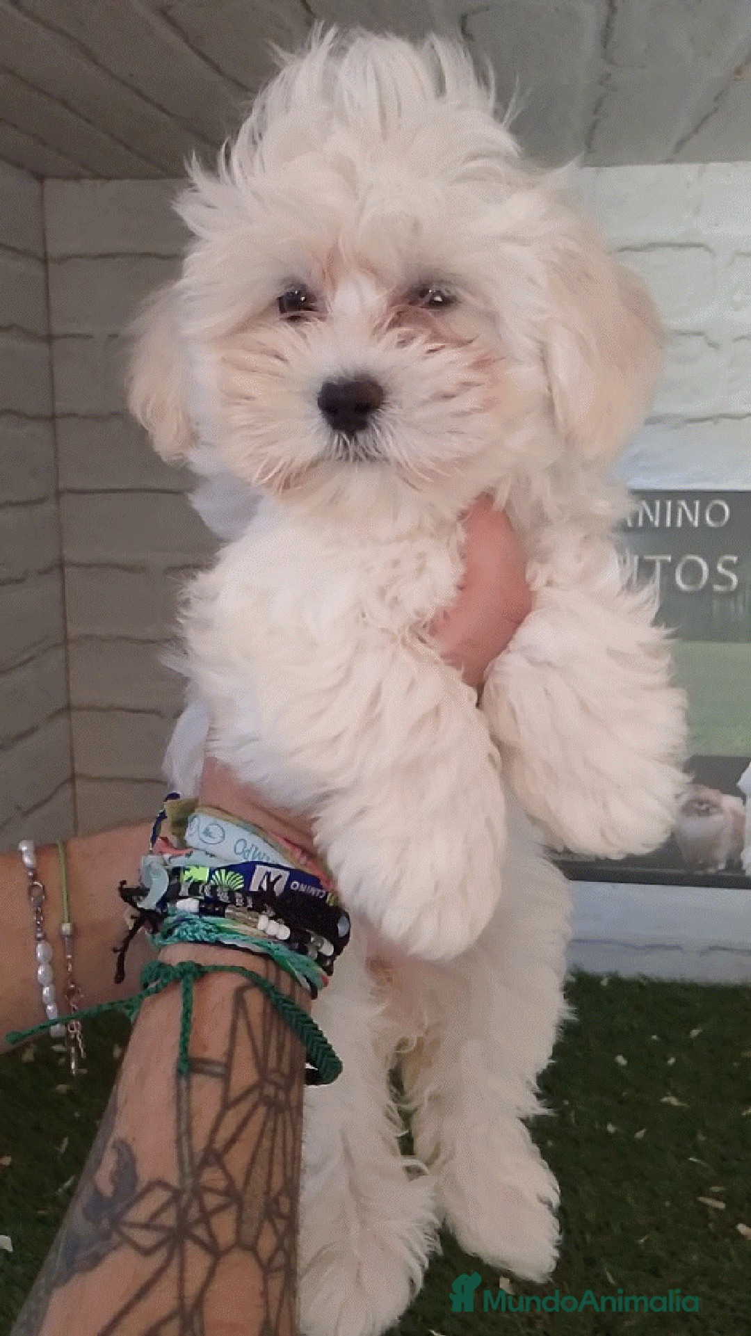 Maltipoo perros en venta: Maltipoo  - Anuncio 2