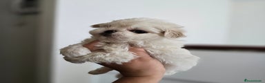 Bichón Maltés Cachorro 3