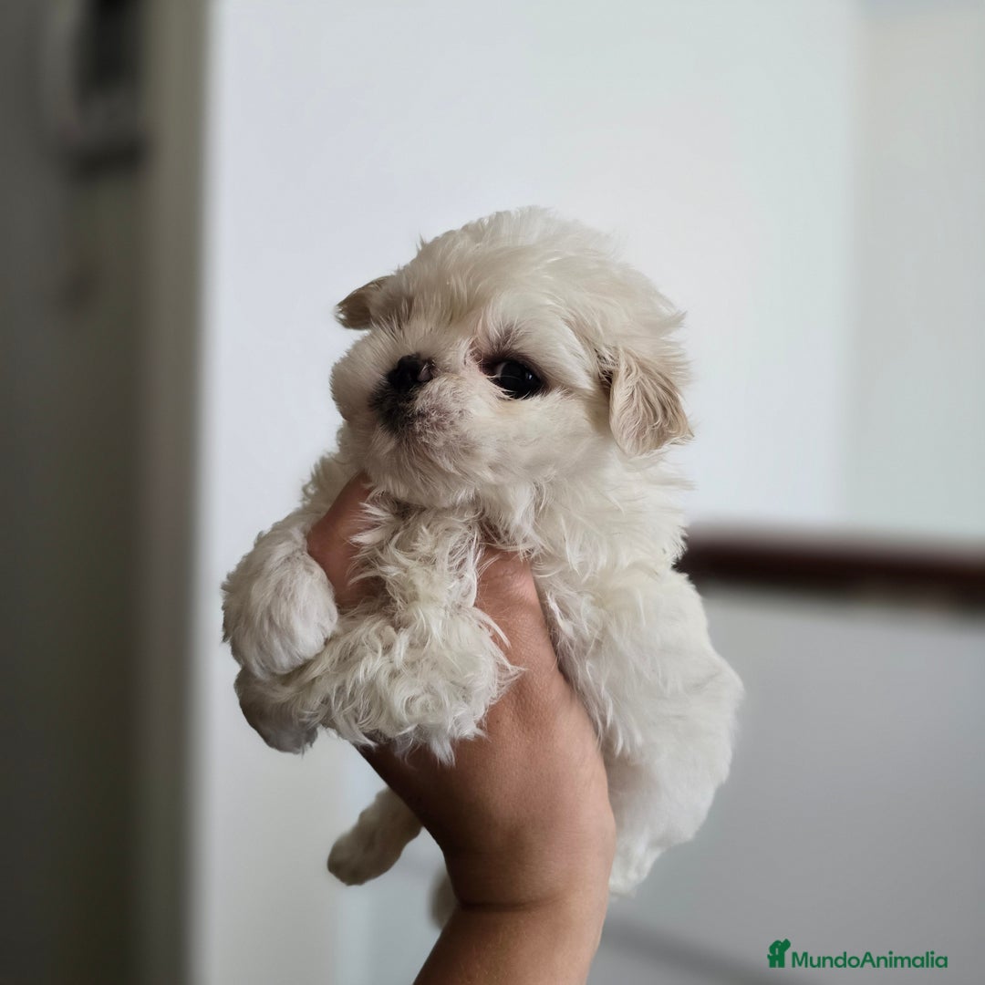 Bichón Maltés perros en venta: Bichón Maltés Cachorros Coreanos mini toy - Anuncio 5