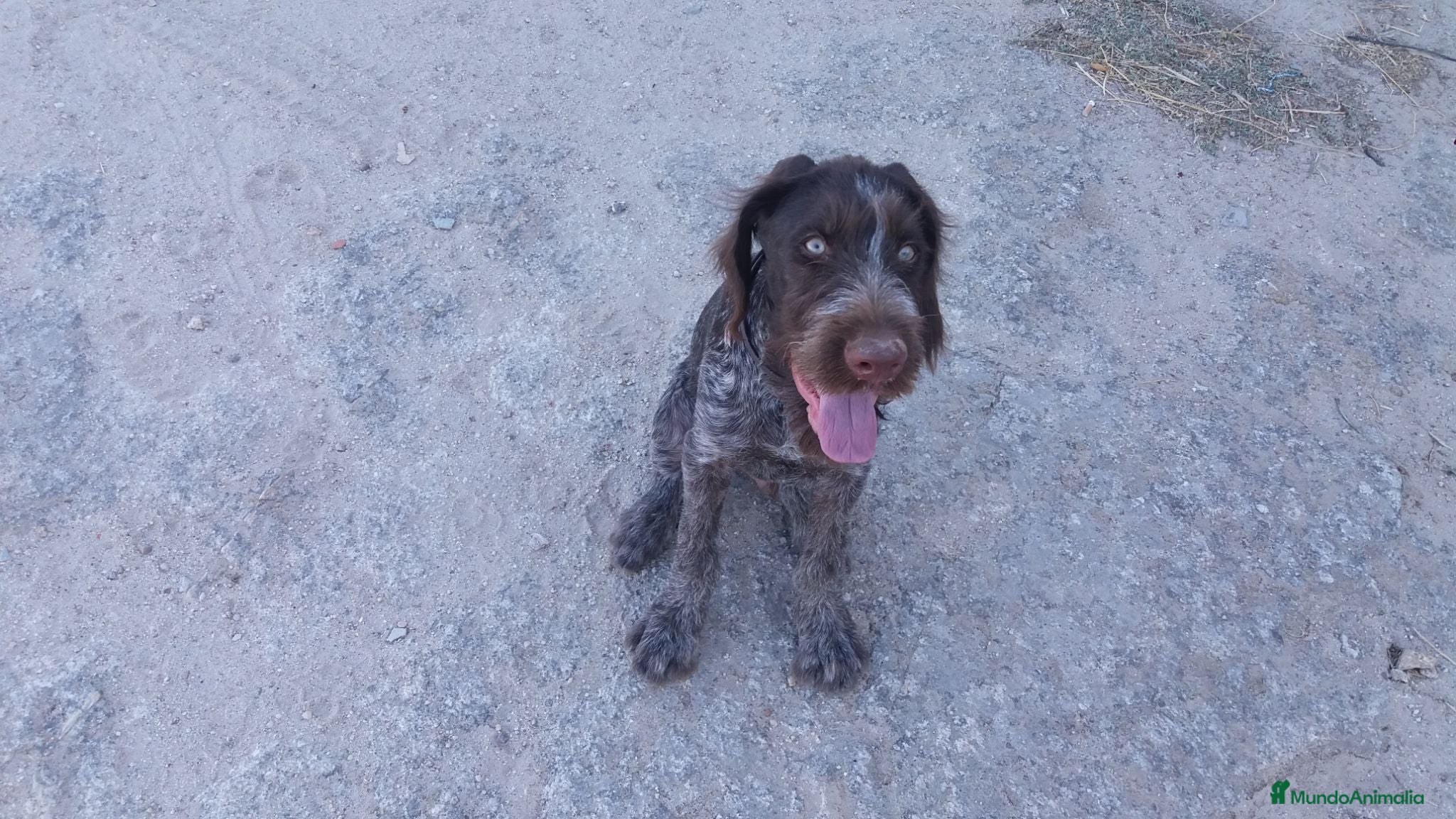 Braco Alemán de Pelo Duro perros Cachorros de Drahthaar  - Anuncio 1