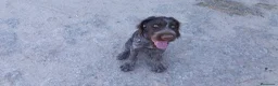 Braco Alemán de Pelo Duro perros en venta: Cachorros de Drahthaar  - Anuncio 1
