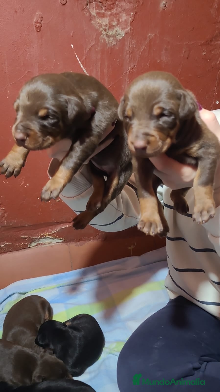 Dobermann perros Doberman  - Anuncio 1