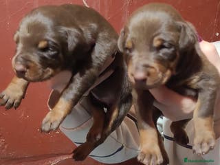 Dobermann perros Doberman - Anuncio 1