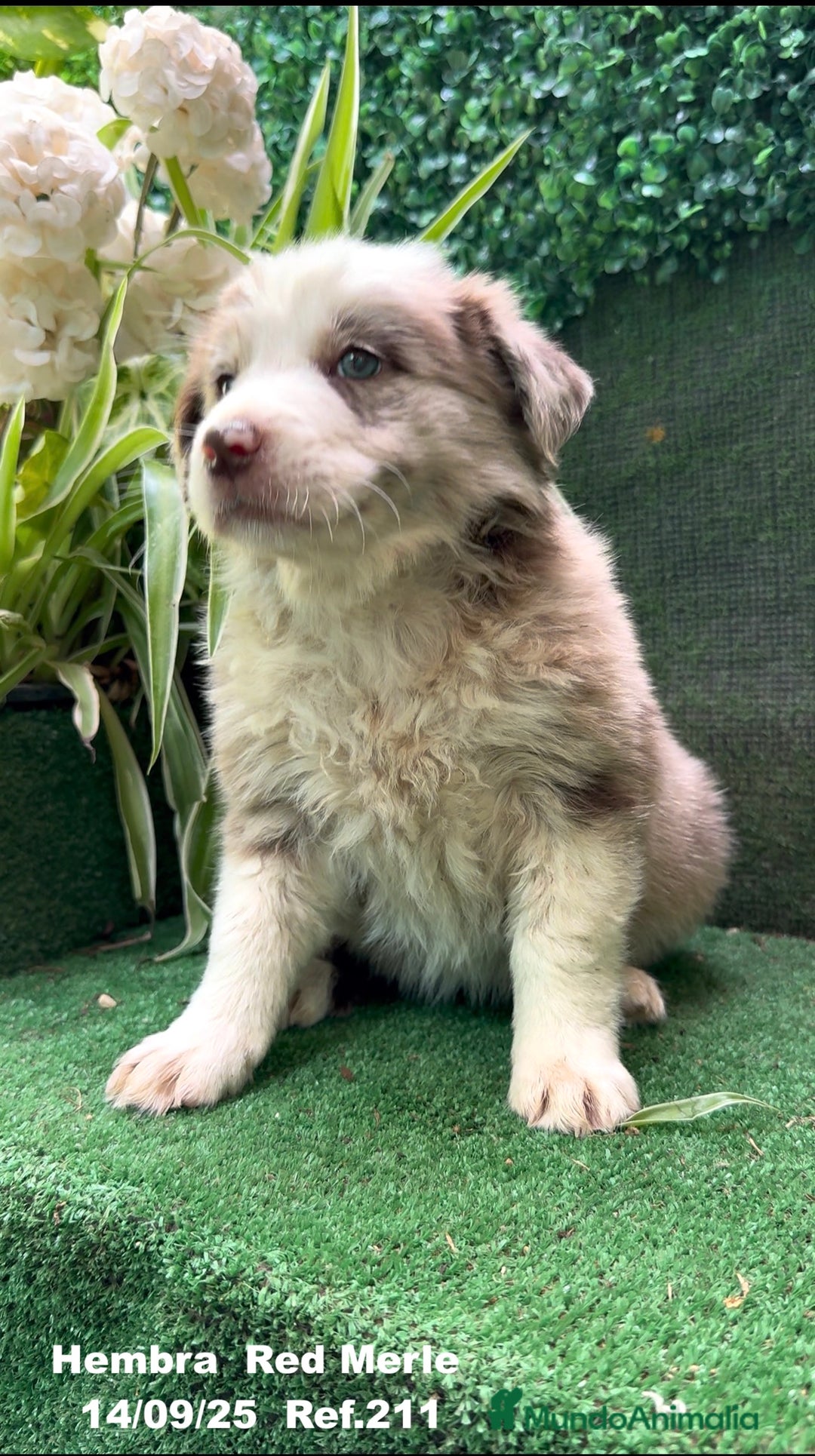 Border Collie perros en venta: BORDER COLLIE Red Merle - Imagen 11