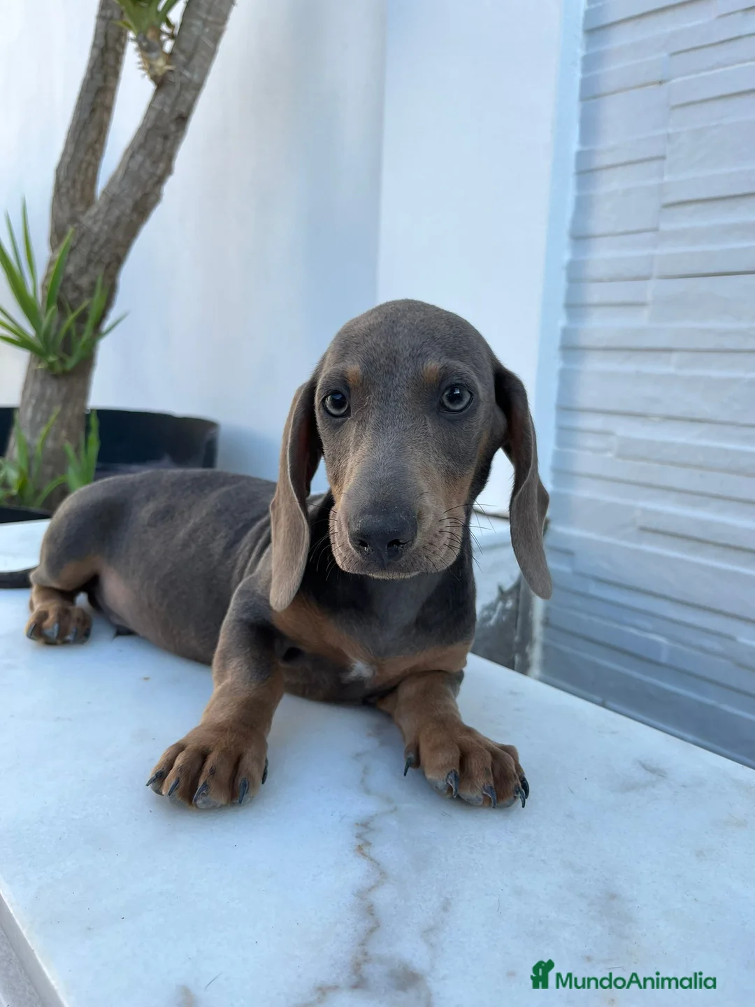 Teckel Miniatura perros en venta: TECKEL MINI BLUE/ISABELA - Anuncio 2
