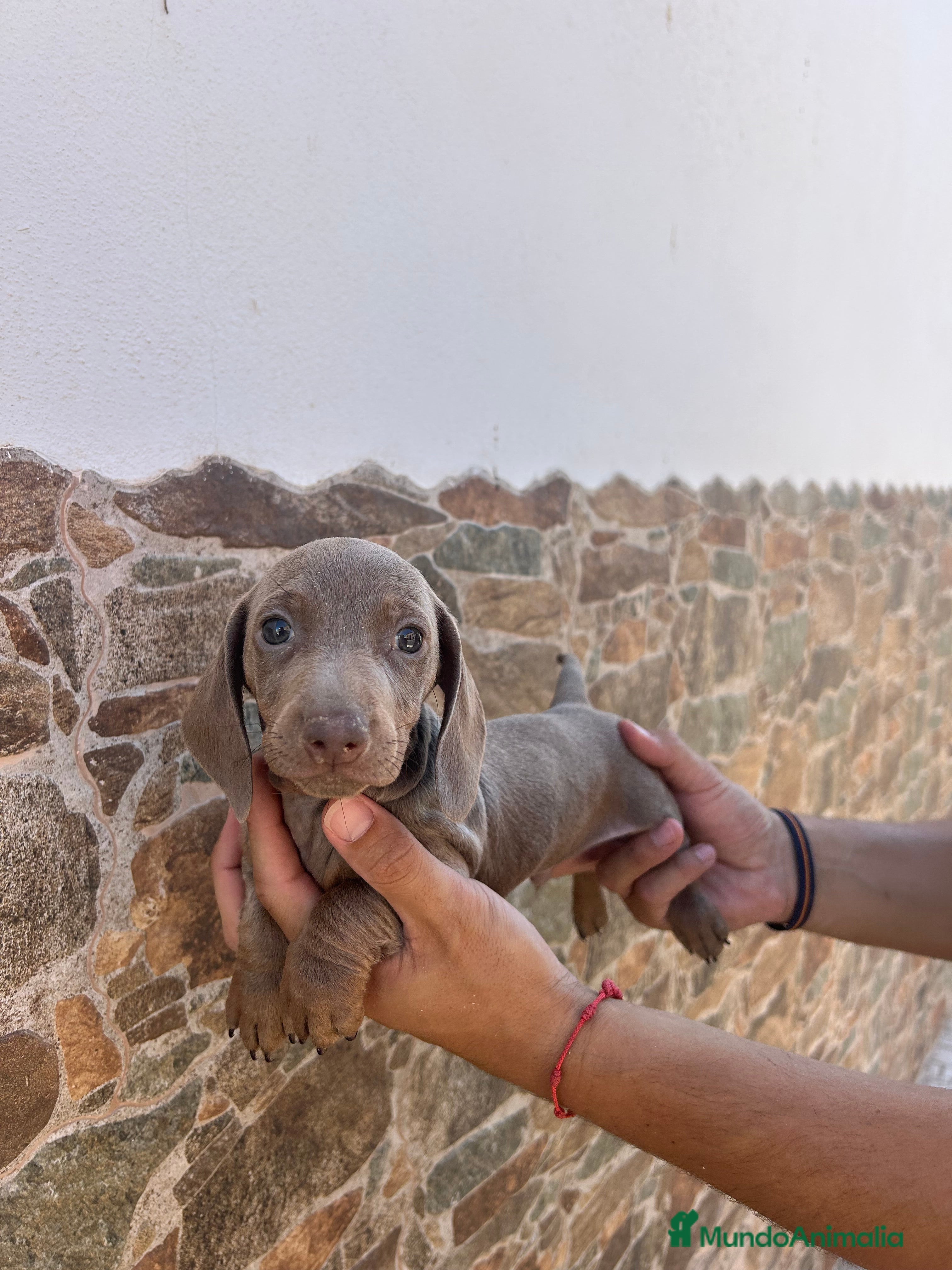 Teckel Miniatura perros teckel isabela  - Anuncio 1