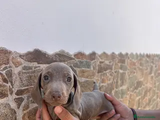 Teckel Miniatura perros teckel isabela - Anuncio 1