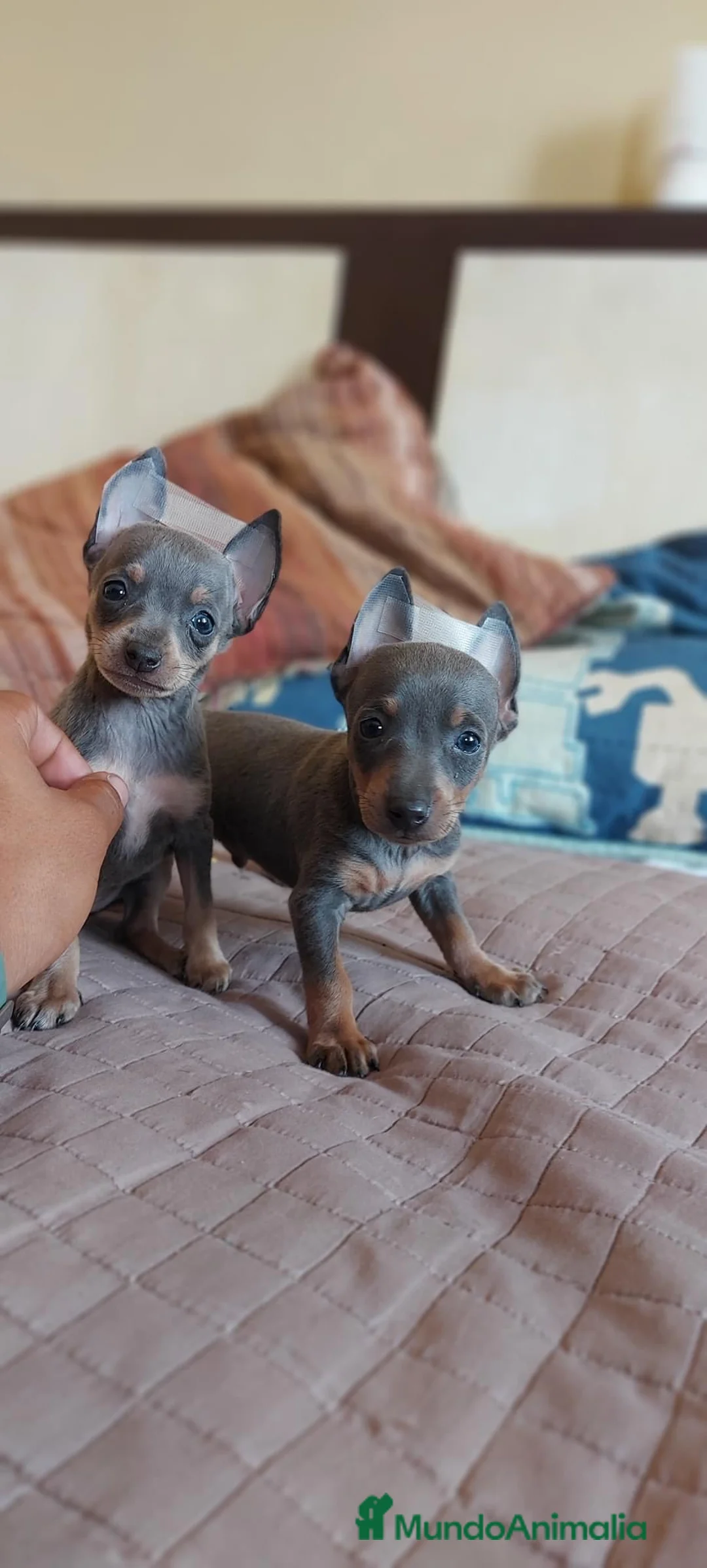 Pinscher Miniatura perros en venta: Pinscher miniatura MADRID  en Ciudad Real - Anuncio 4