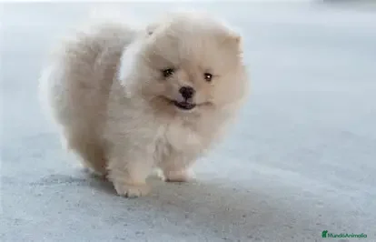 Pomerania perros CACHORRO POMERANIA - CARITA DE OSO  - Anuncio 1