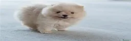 Pomerania perros en venta: CACHORRO POMERANIA - CARITA DE OSO  - Anuncio 1