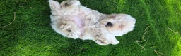 Maltipoo perros en venta: Preciosa camada de maltipoo toy - Anuncio 3