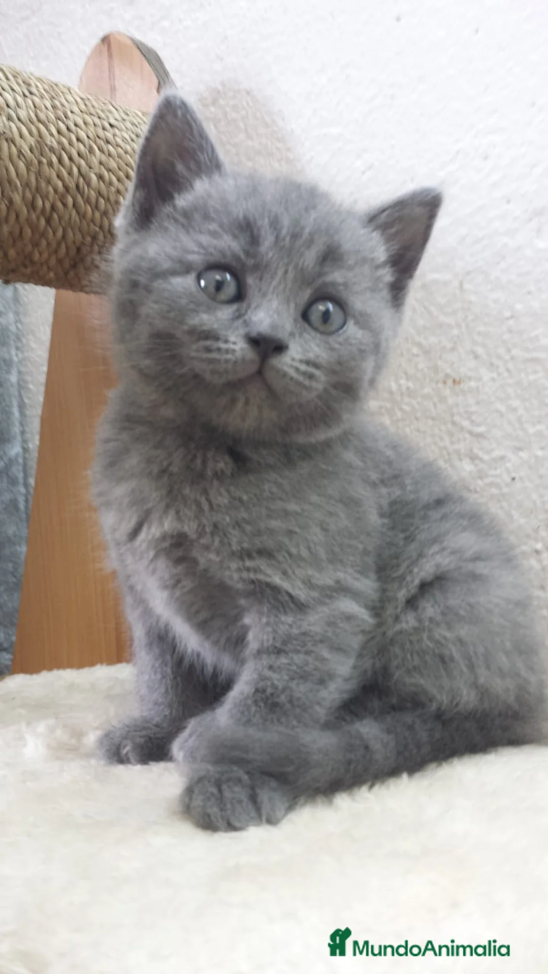 Británico de Pelo Corto gatos en venta: British shorthair  - Anuncio 4