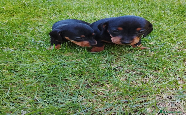 Teckel Miniatura perros - Anuncio 2